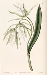 Brassavola venosa